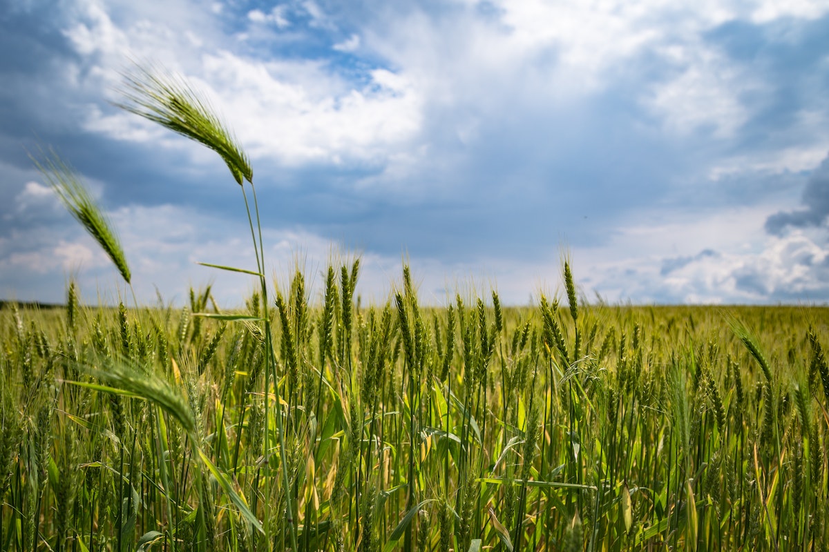 Wheat pastures metamorphizing real estate farming