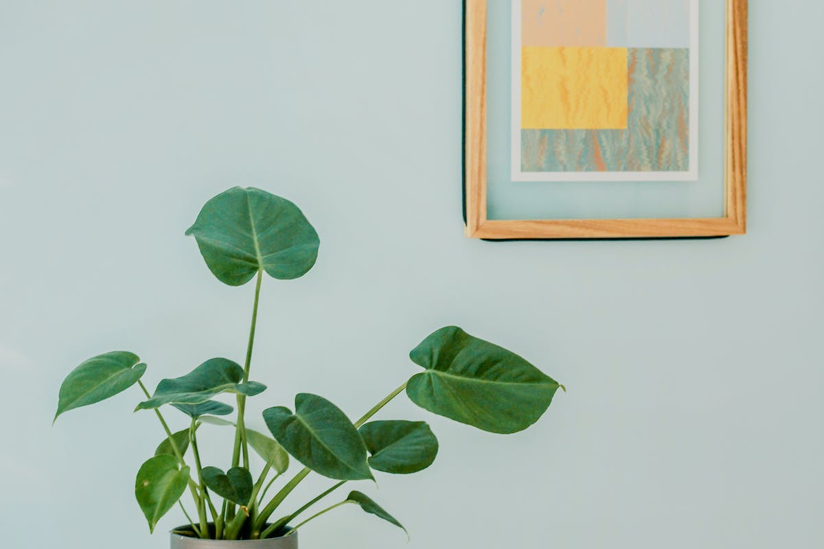 Orbicular Plant on Desk